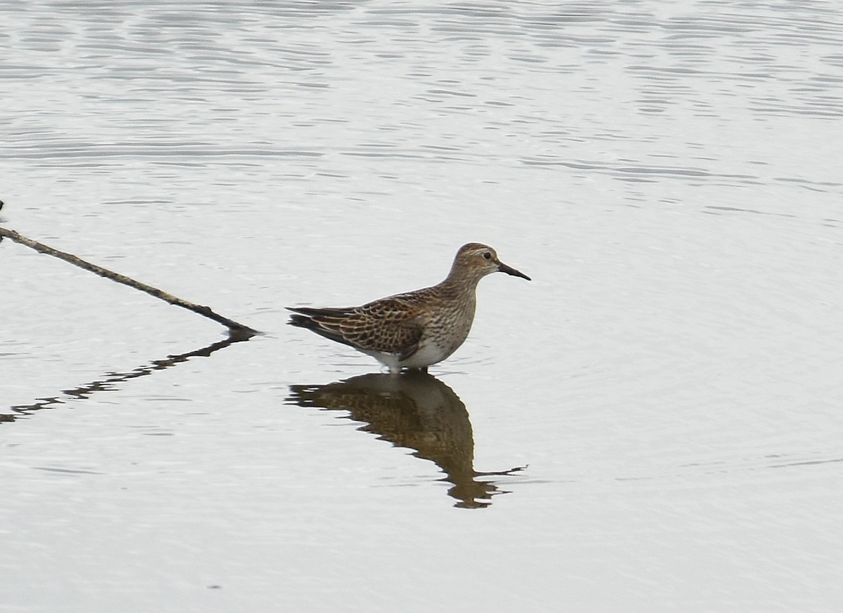 Pectoral Sandpiper - ML643462905