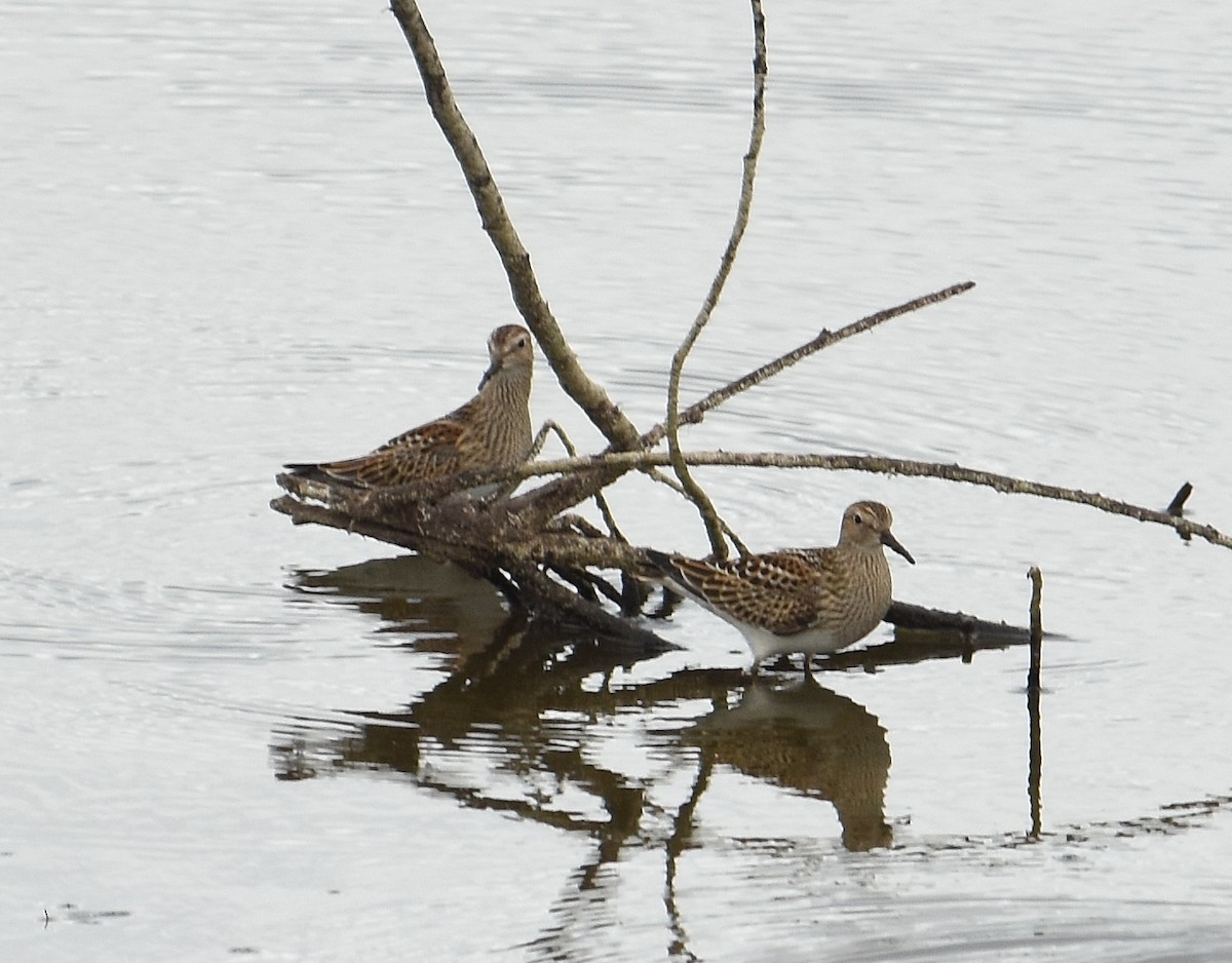 Pectoral Sandpiper - ML643462906