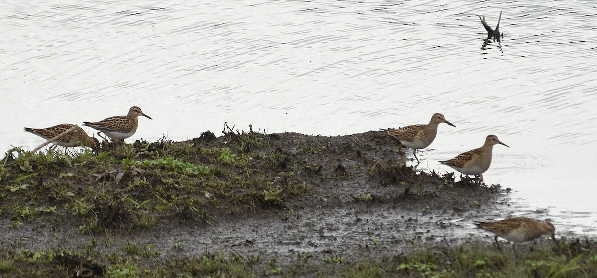 Pectoral Sandpiper - ML643462908