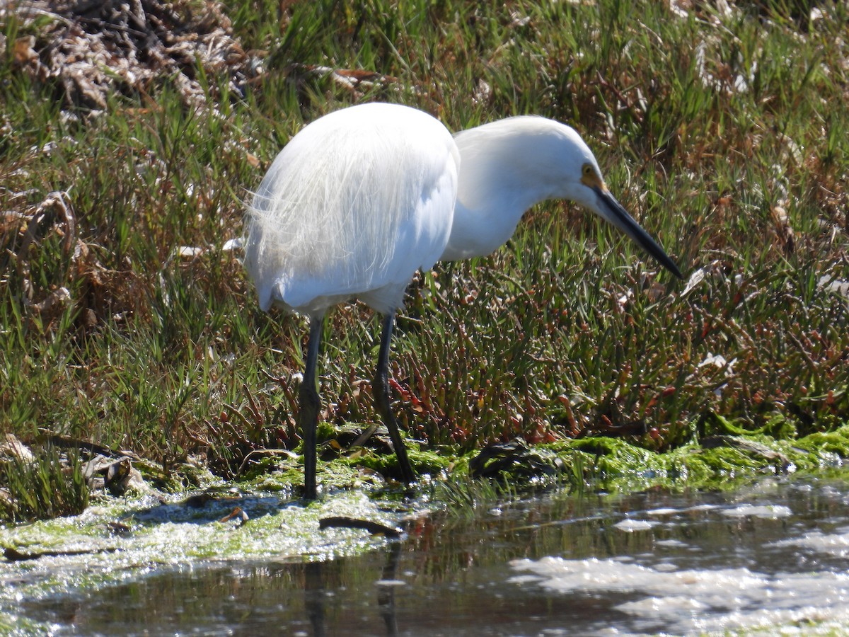 Snowy Egret - ML643462915