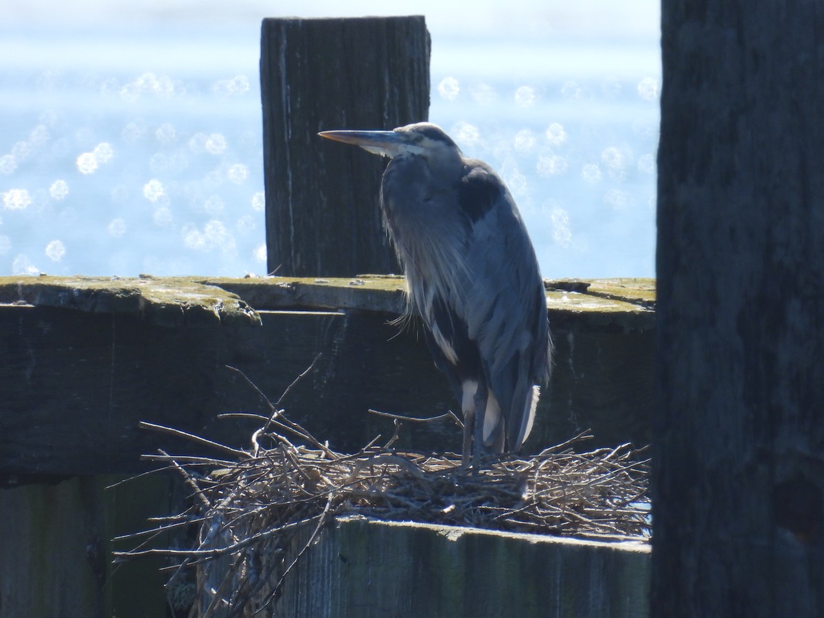 Great Blue Heron - ML643462935