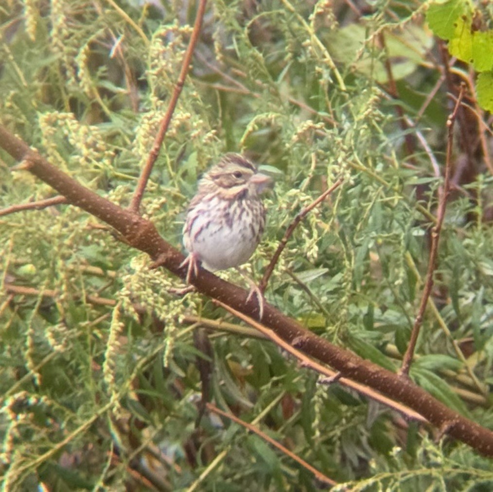 Savannah Sparrow - ML643462937