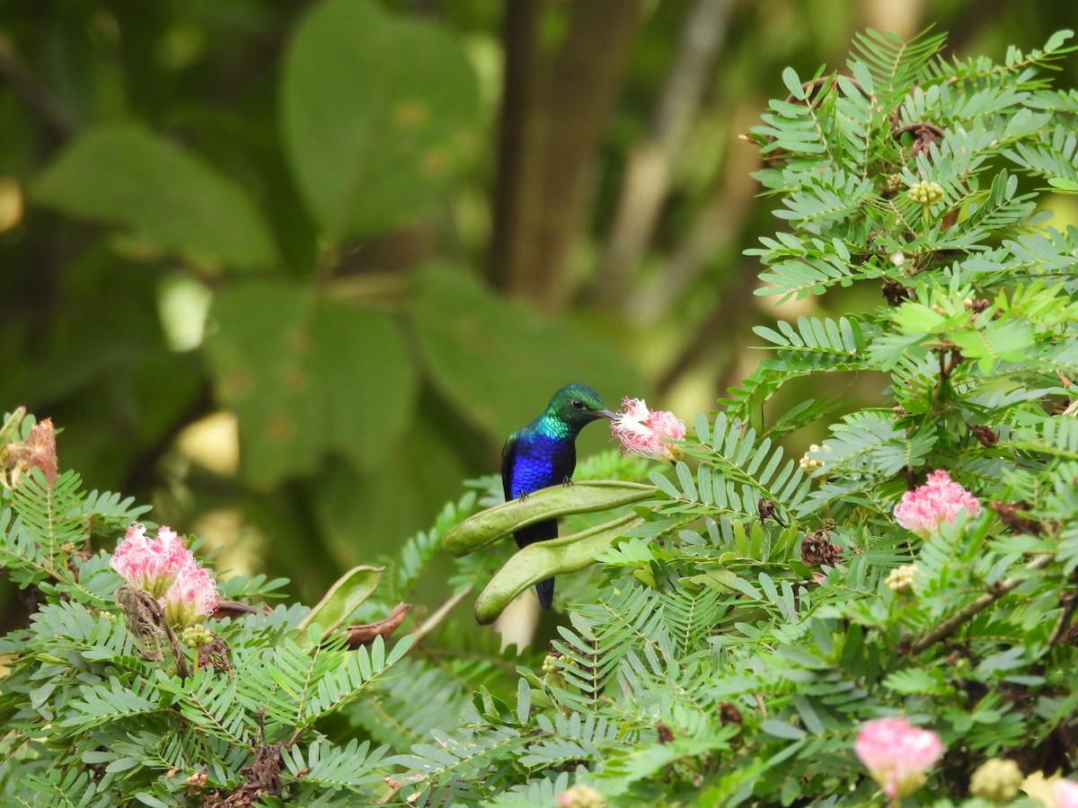 Violet-bellied Hummingbird - ML643462942