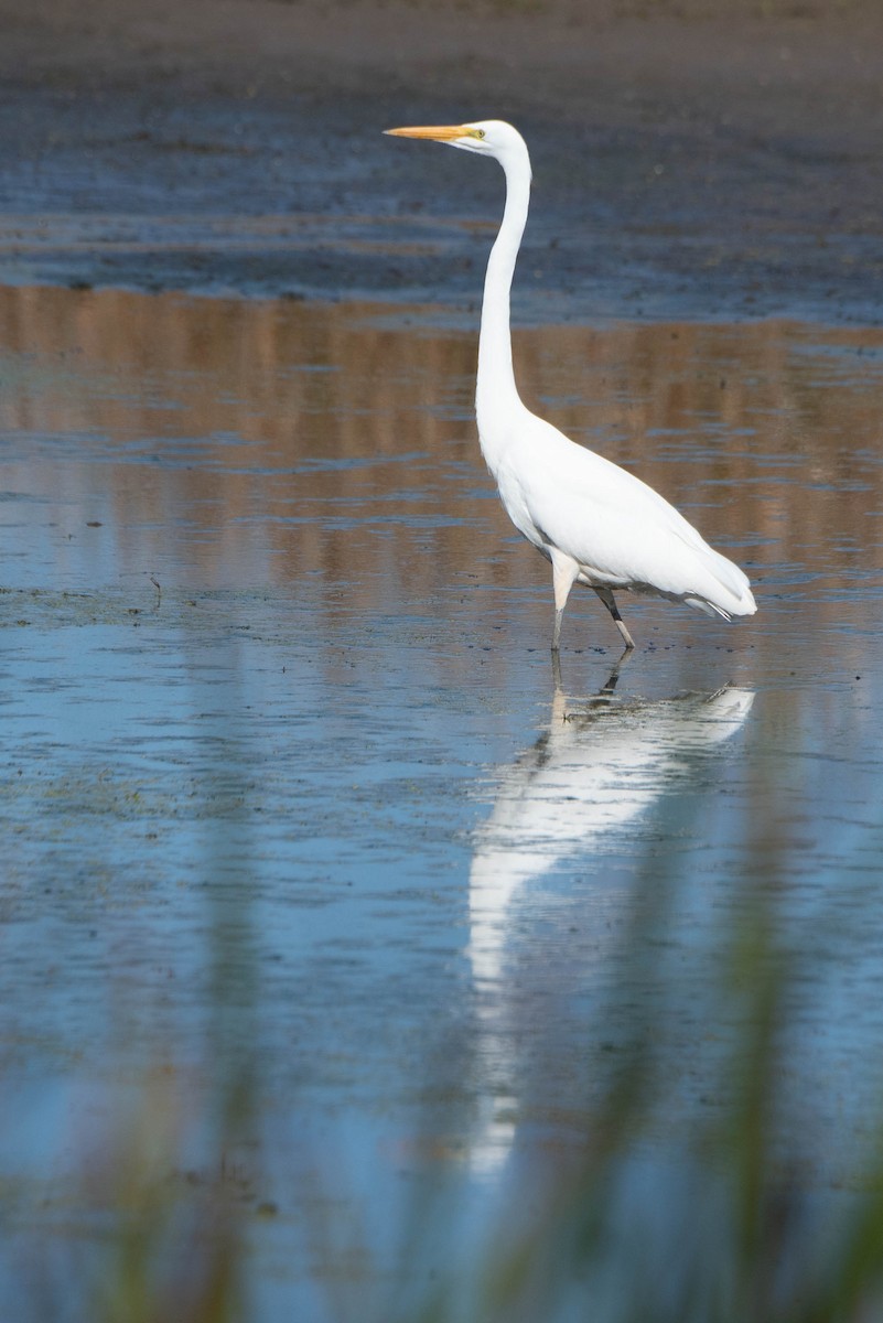 Great Egret - ML643462953