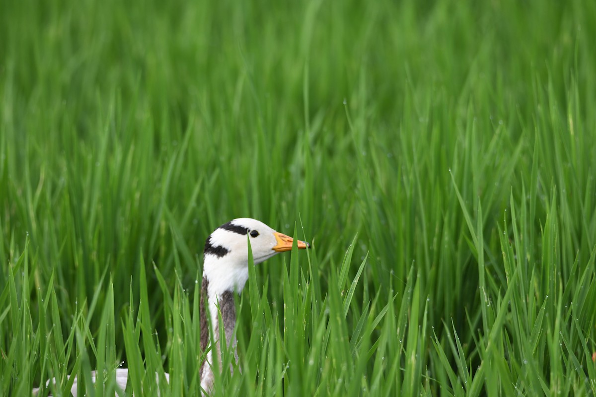 Хээрийн галуу - ML643462955