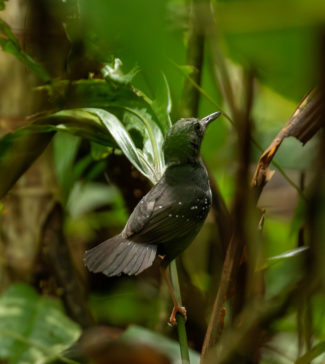 Rufous-faced Antbird - ML643462956