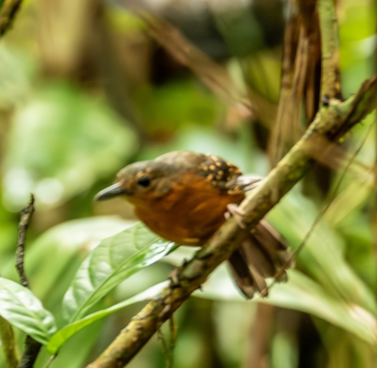 Rufous-faced Antbird - ML643462957