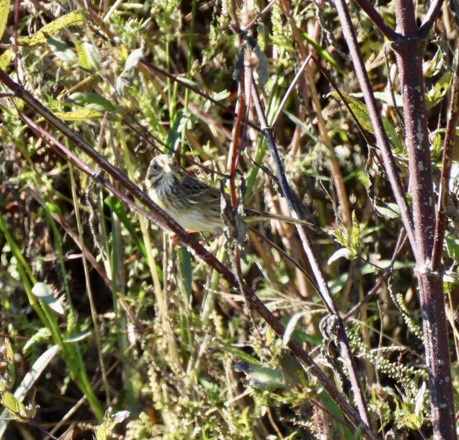Lincoln's Sparrow - ML643462963