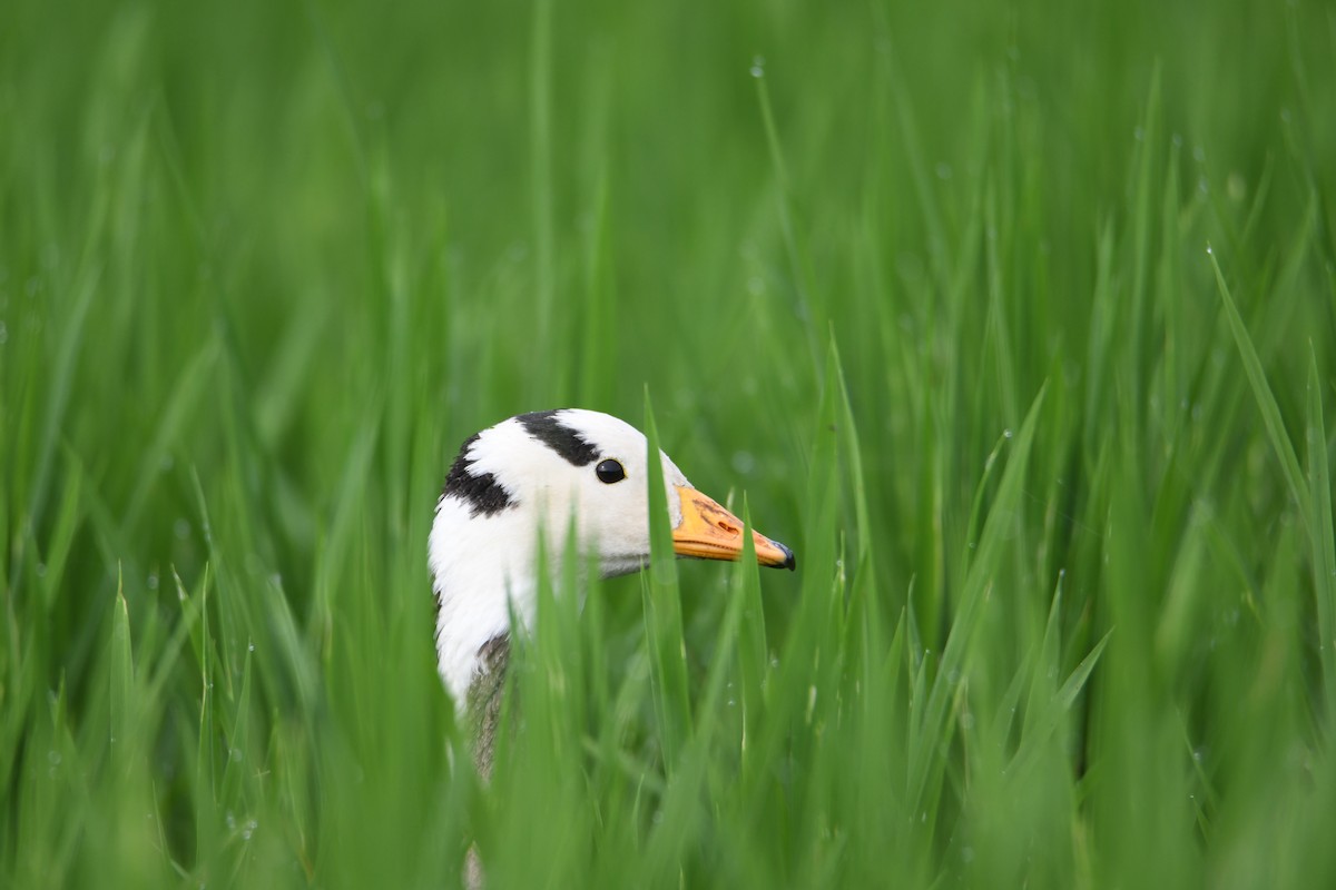 Хээрийн галуу - ML643462964