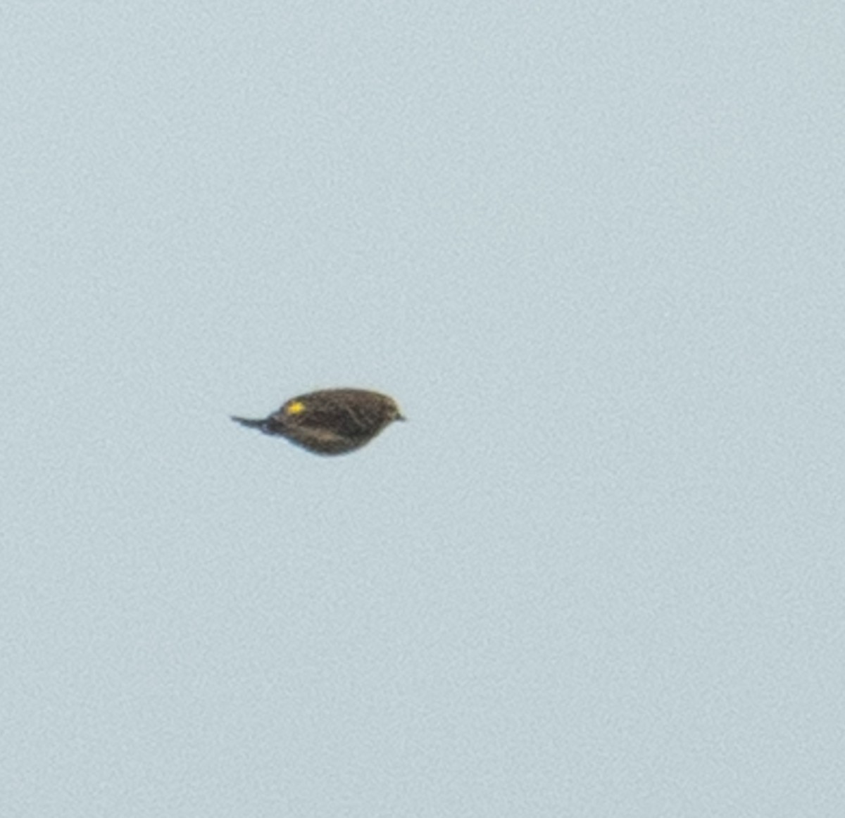 lesňáček žlutoskvrnný (ssp. coronata) - ML643462965