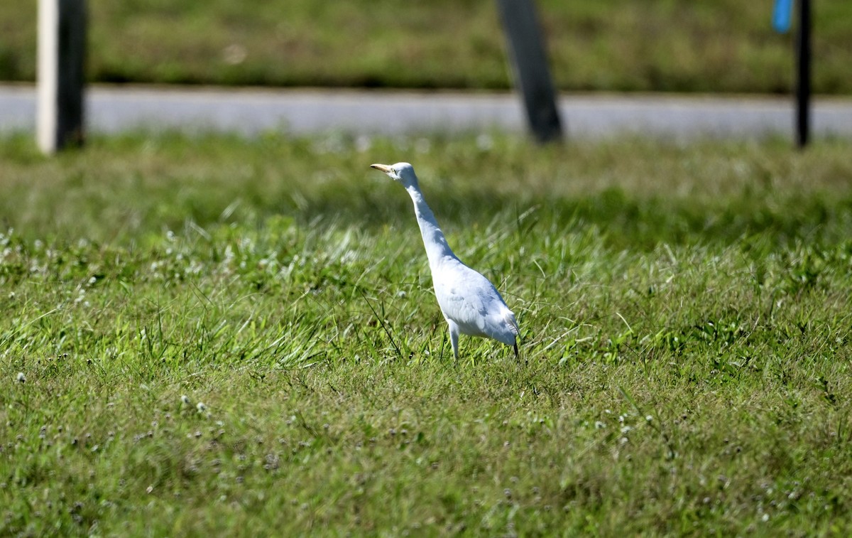 Western Cattle-Egret - ML643462969