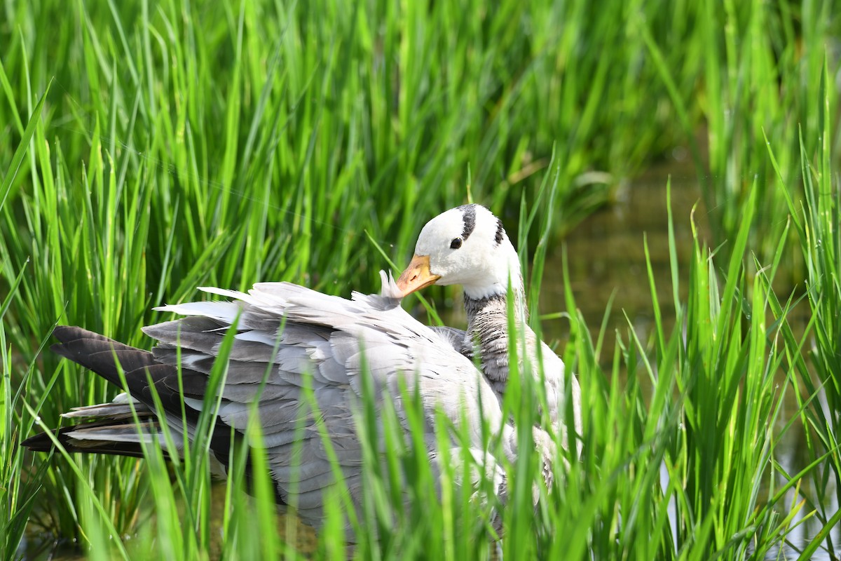 Хээрийн галуу - ML643462972