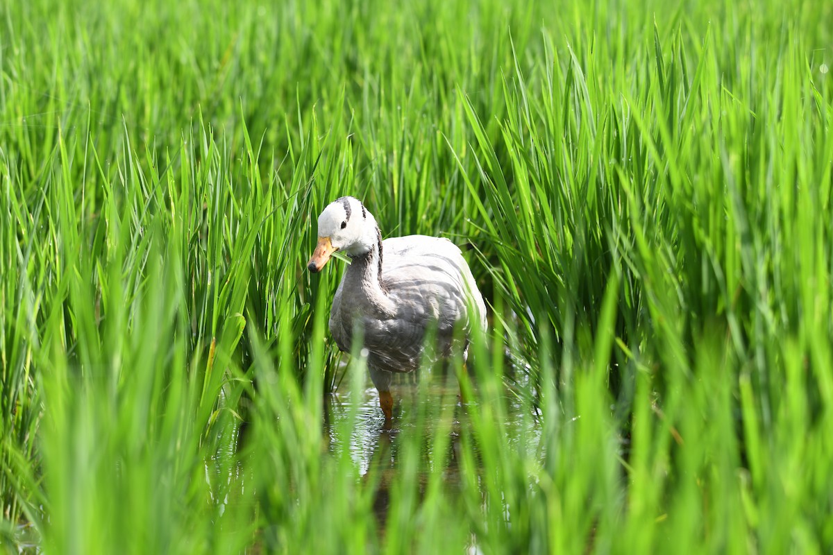 Хээрийн галуу - ML643462984