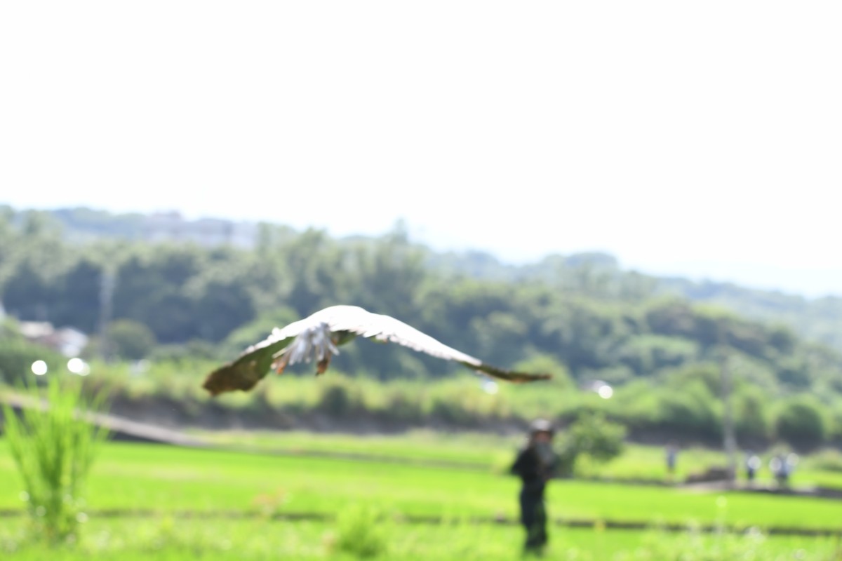 Хээрийн галуу - ML643462989