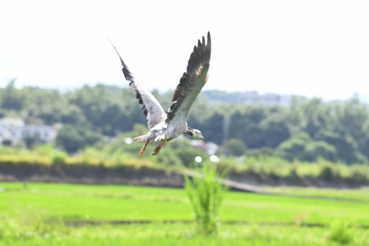 Хээрийн галуу - ML643462990