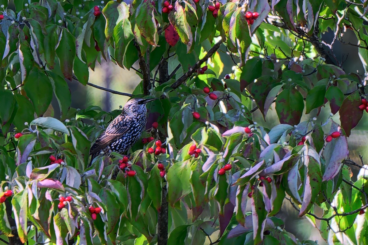 European Starling - ML643462996