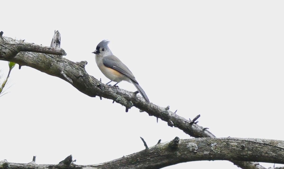 Tufted Titmouse - ML643462999
