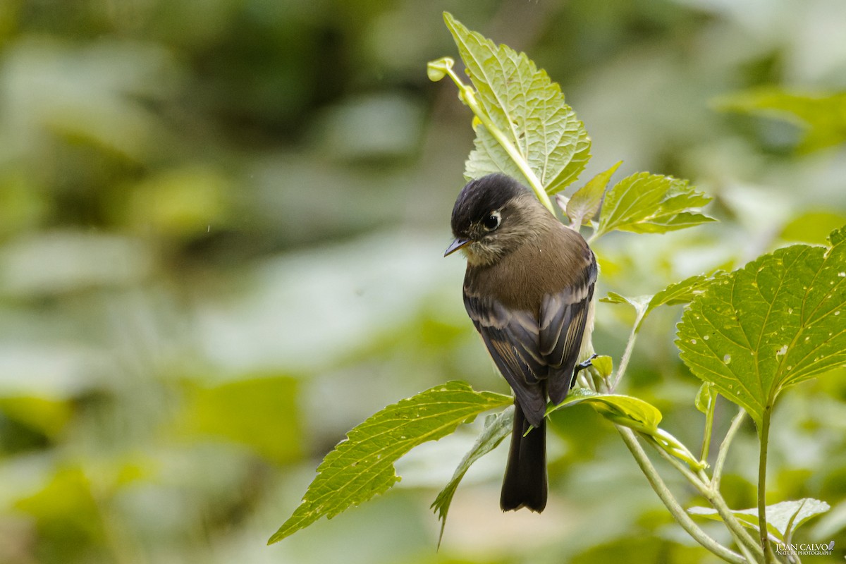 Black-capped Flycatcher - ML643463000