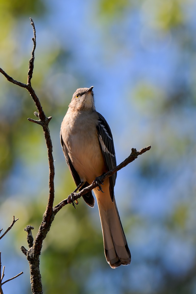 Northern Mockingbird - ML643463006