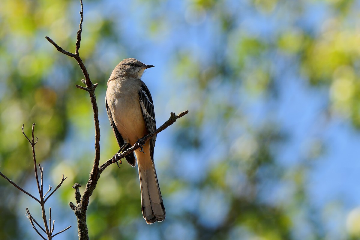 Northern Mockingbird - ML643463007