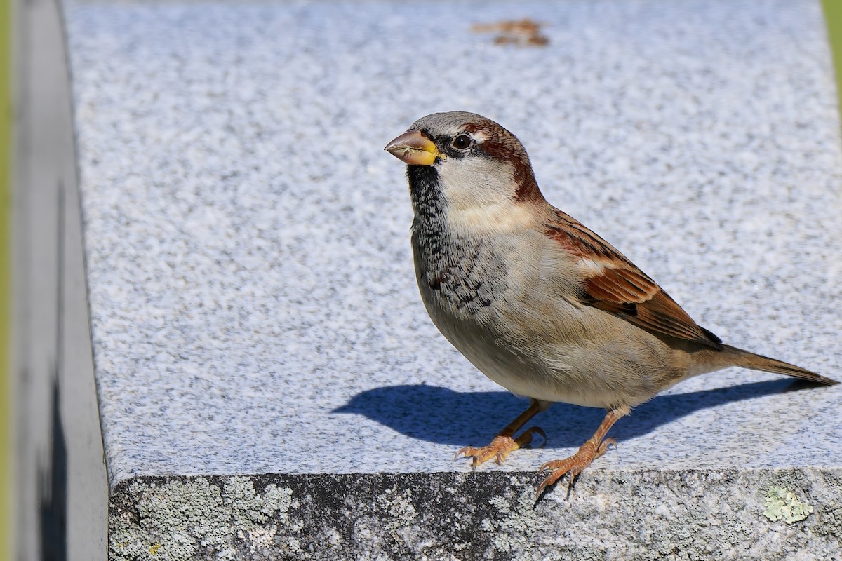 House Sparrow - ML643463013