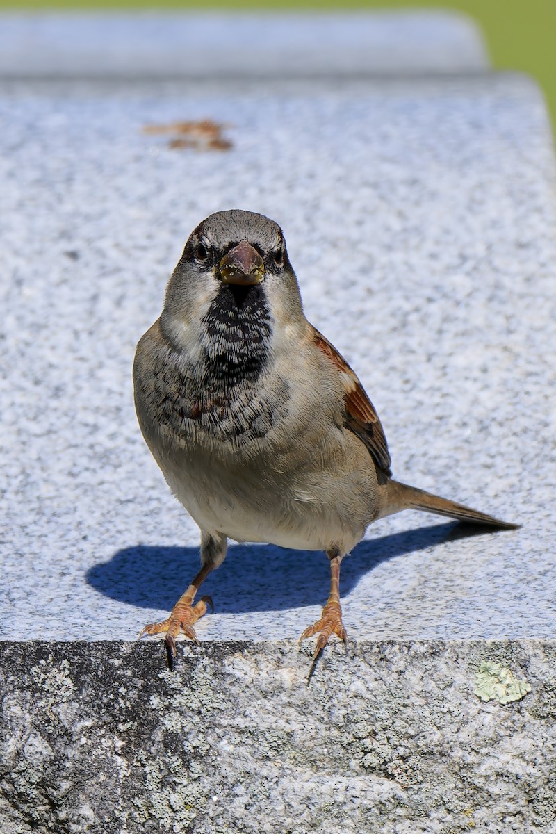 House Sparrow - ML643463014