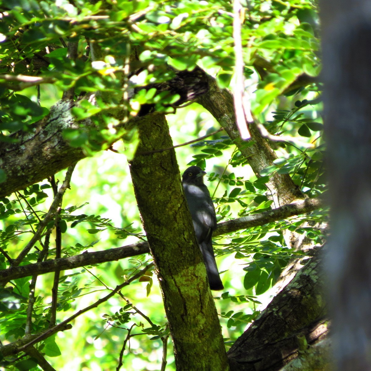 Graukopftrogon - ML643463022