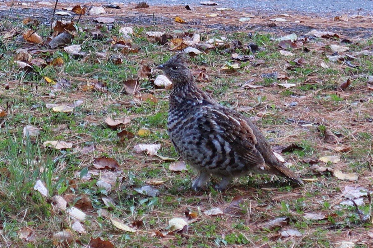 Ruffed Grouse - ML643463026