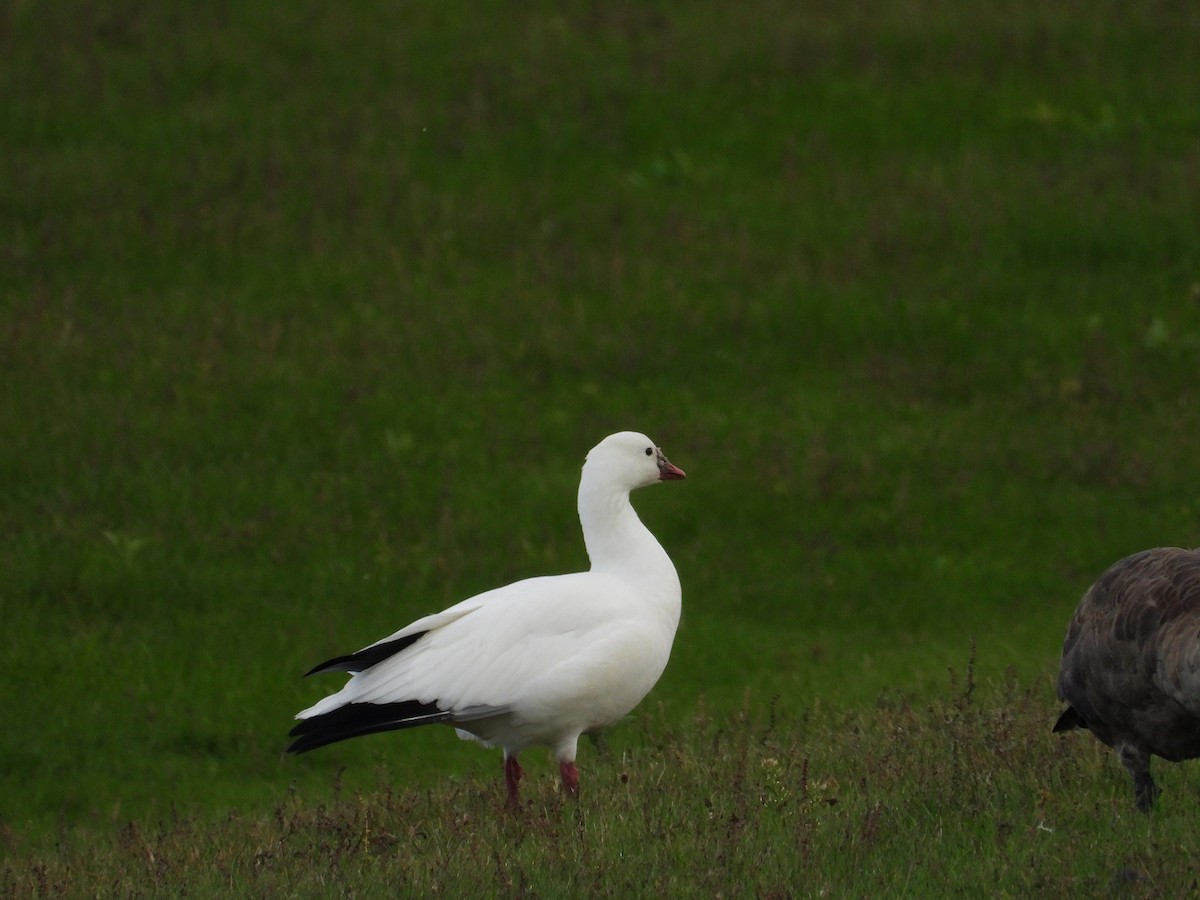 Ross's Goose - ML643463027