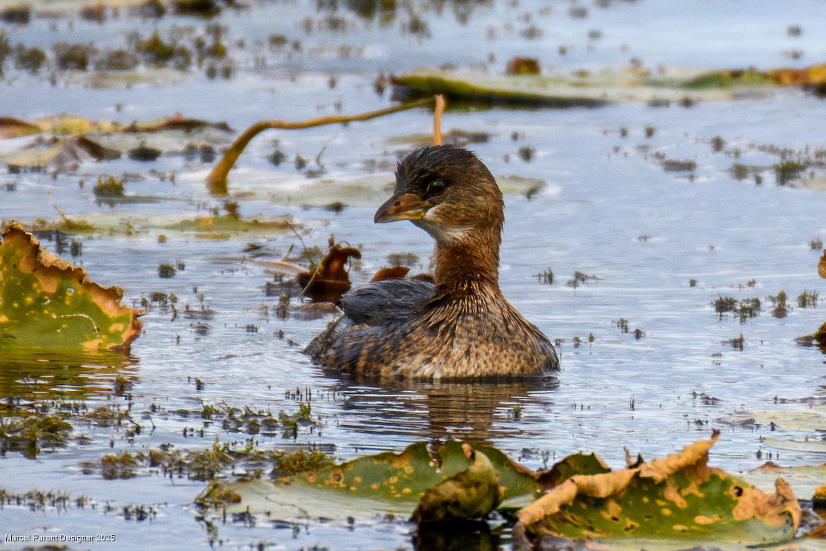 Pied-billed Grebe - ML643463029