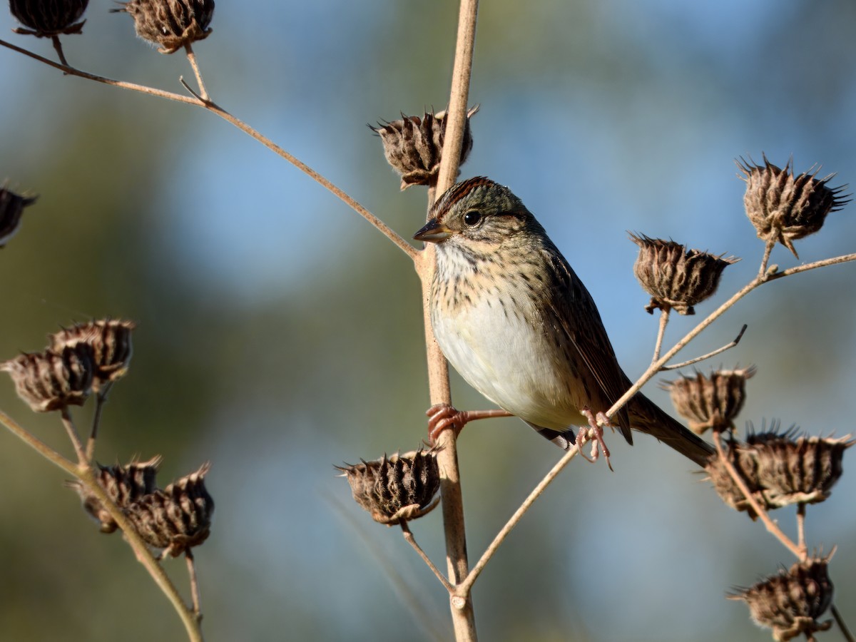Lincoln's Sparrow - ML643463049