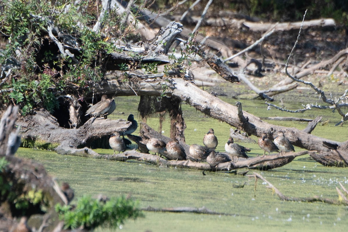 Green-winged Teal - ML643463058