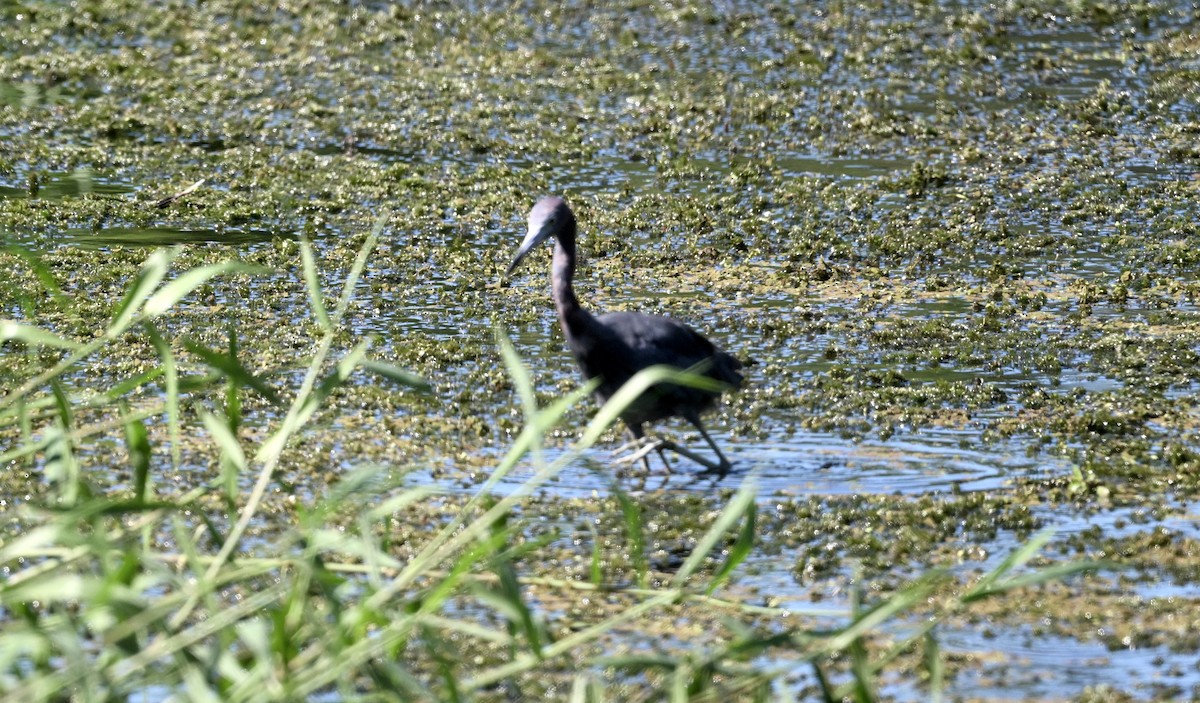 Little Blue Heron - ML643463063