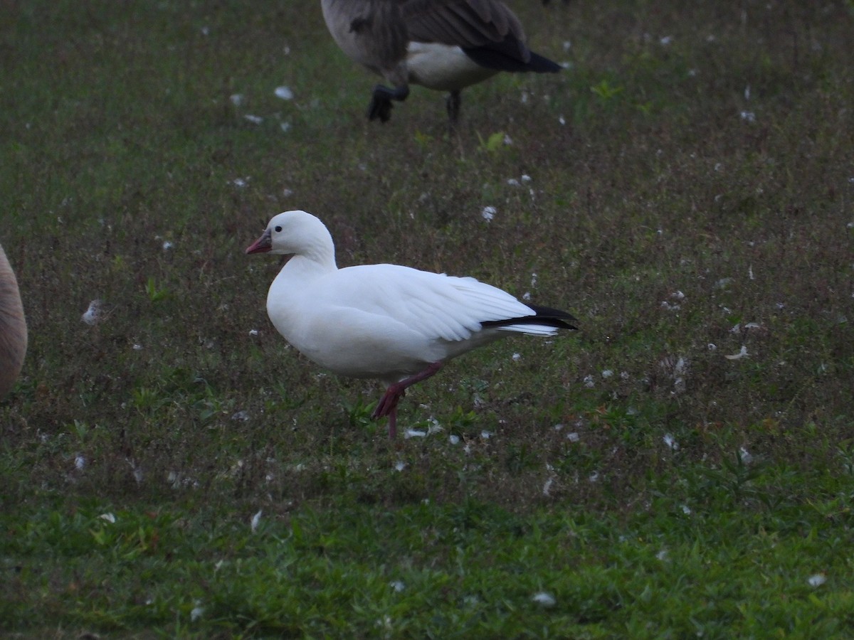 Ross's Goose - ML643463064
