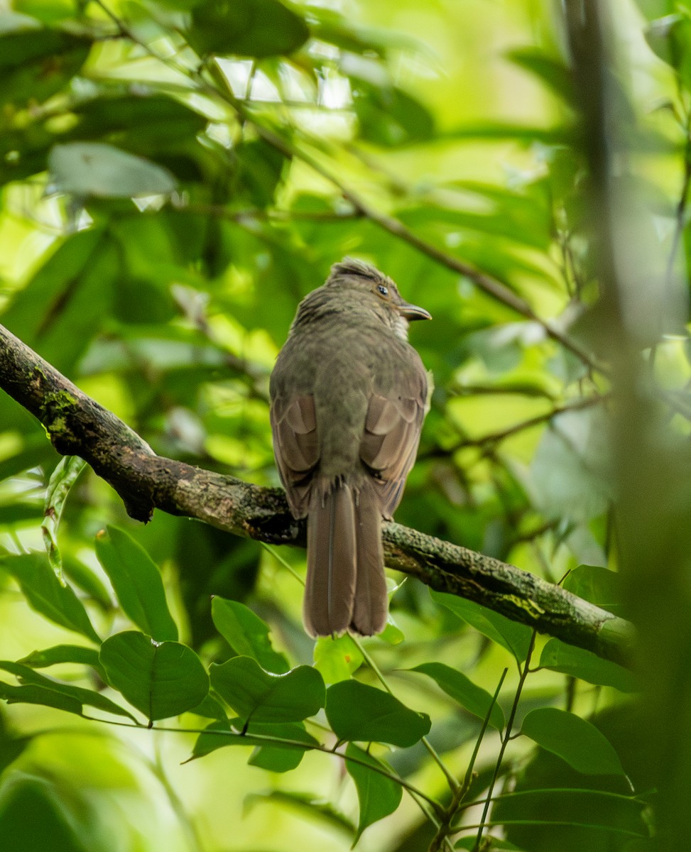 Screaming Piha - ML643463067