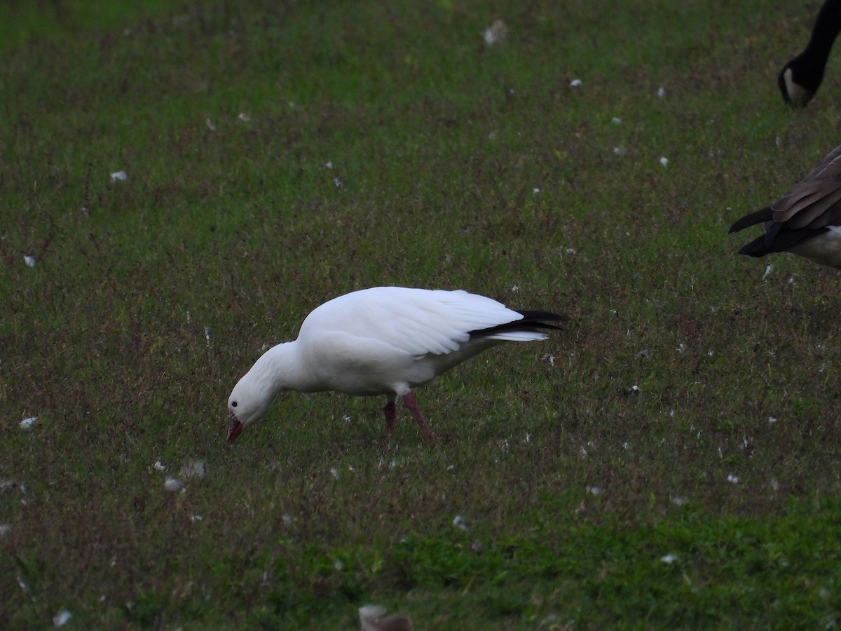 Ross's Goose - ML643463070