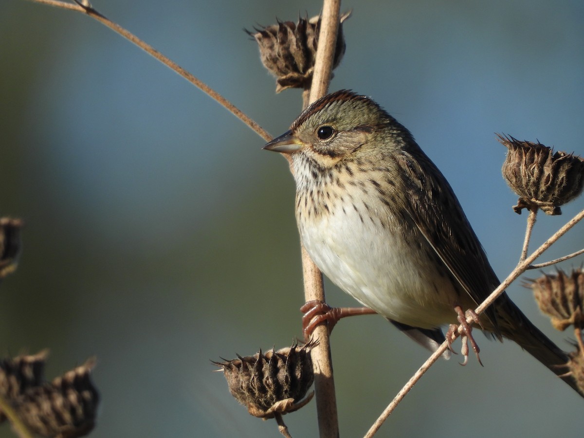 Lincoln's Sparrow - ML643463079