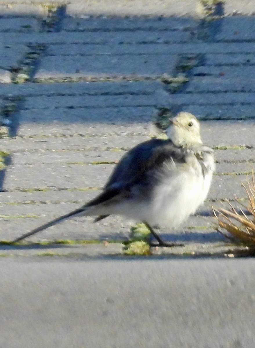 White Wagtail - ML643463080