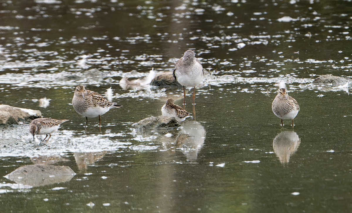 Pectoral Sandpiper - ML643463090