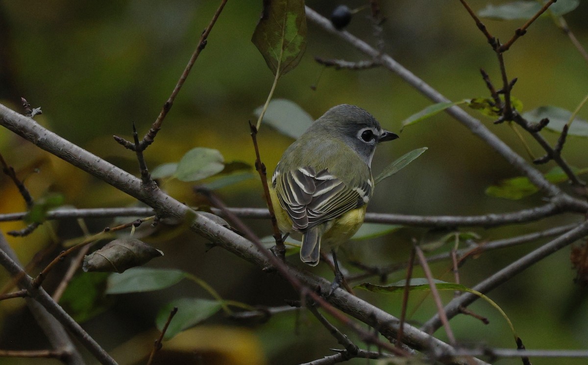 Blue-headed Vireo - ML643463098