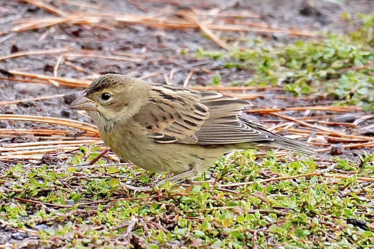Dickcissel - ML643463106