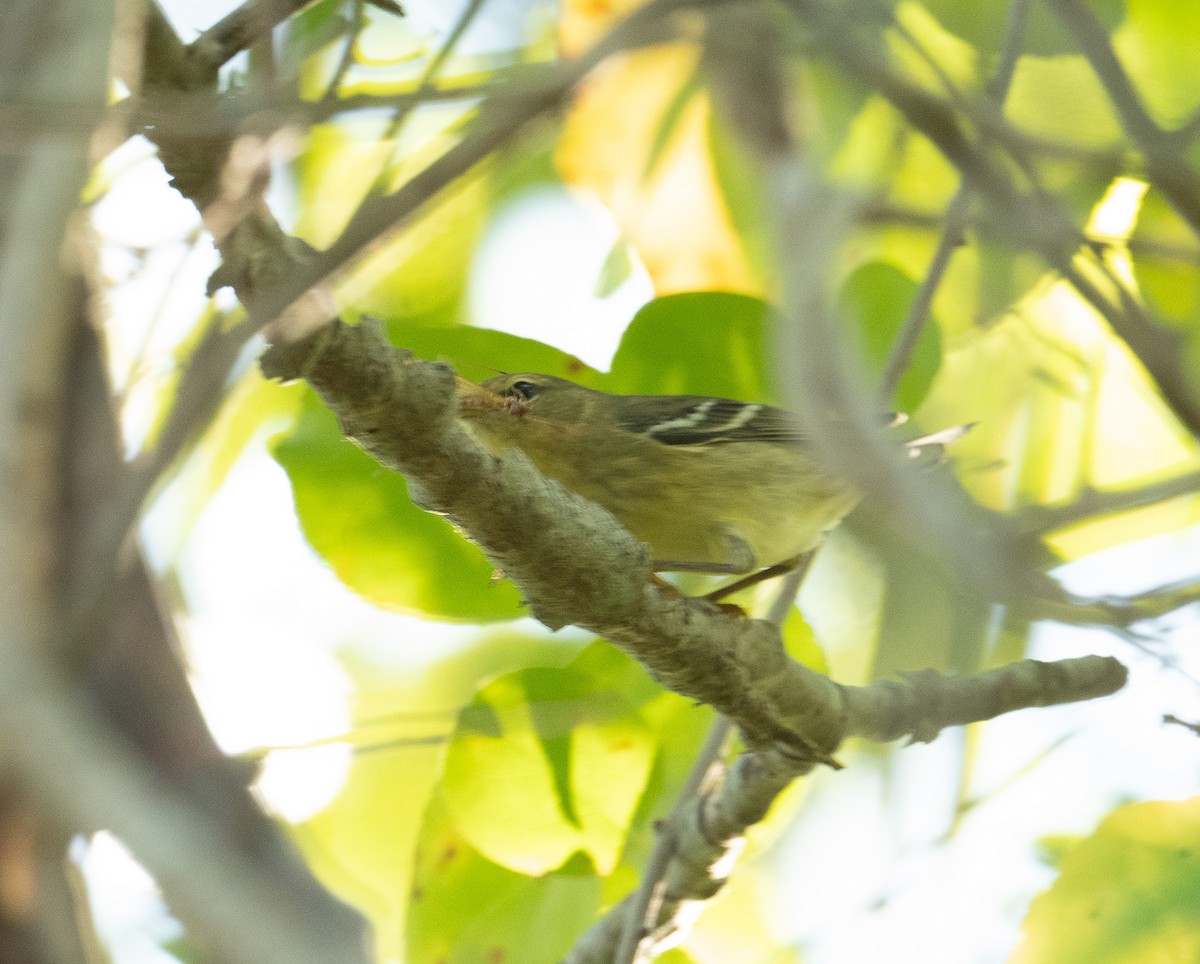 ズグロアメリカムシクイ - ML643463107