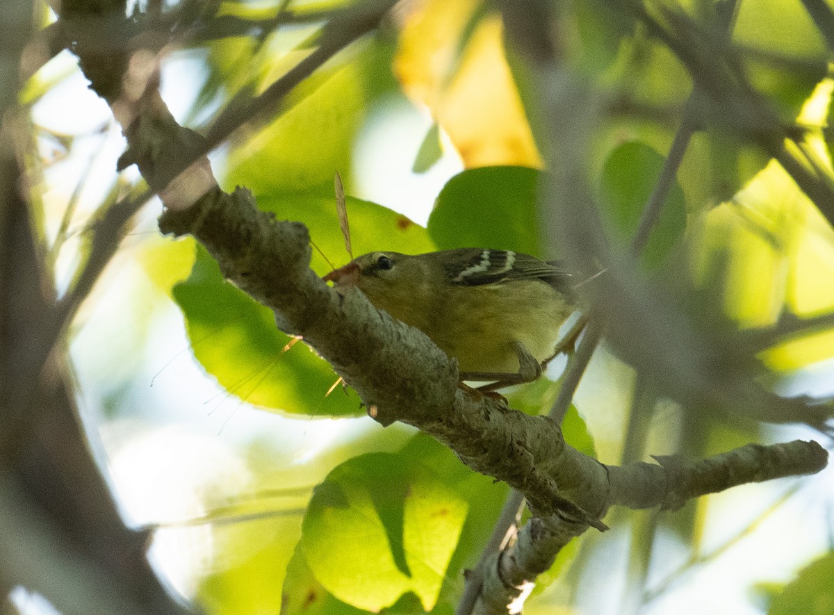 ズグロアメリカムシクイ - ML643463108