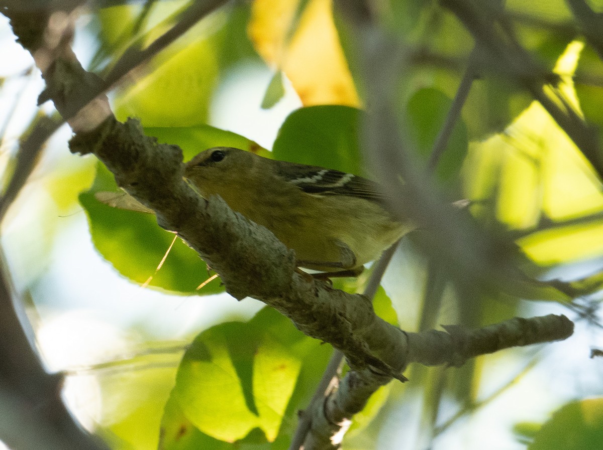 ズグロアメリカムシクイ - ML643463109