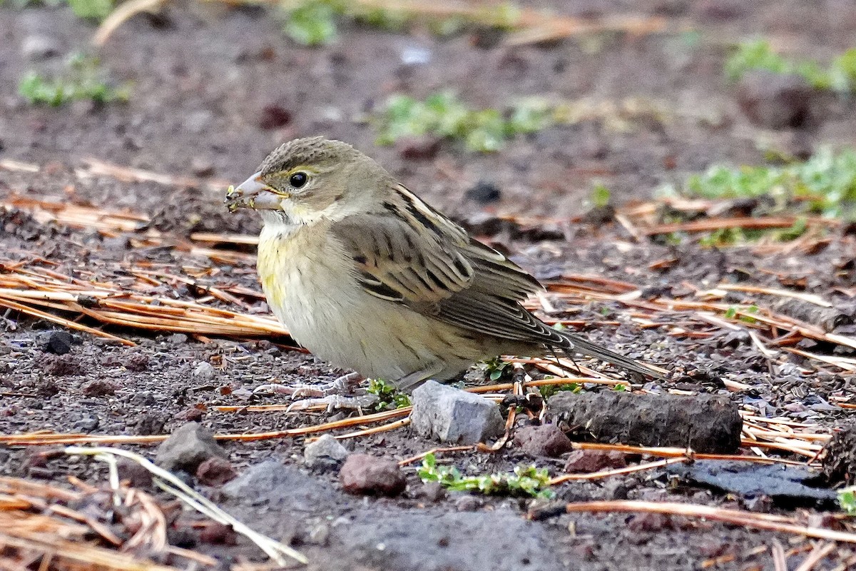 Dickcissel - ML643463115