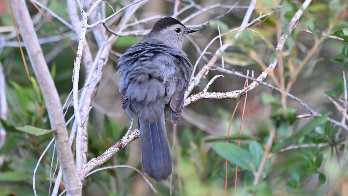 Gray Catbird - ML643463117