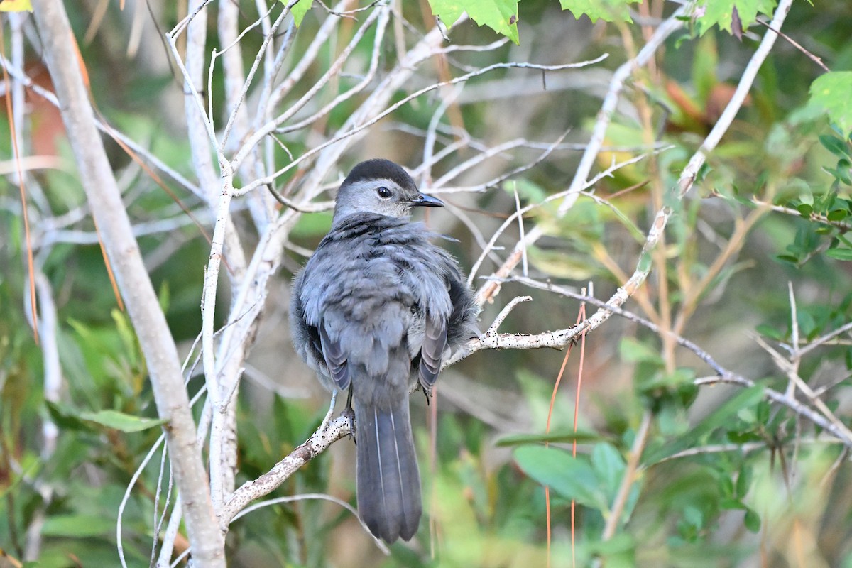 Gray Catbird - ML643463118