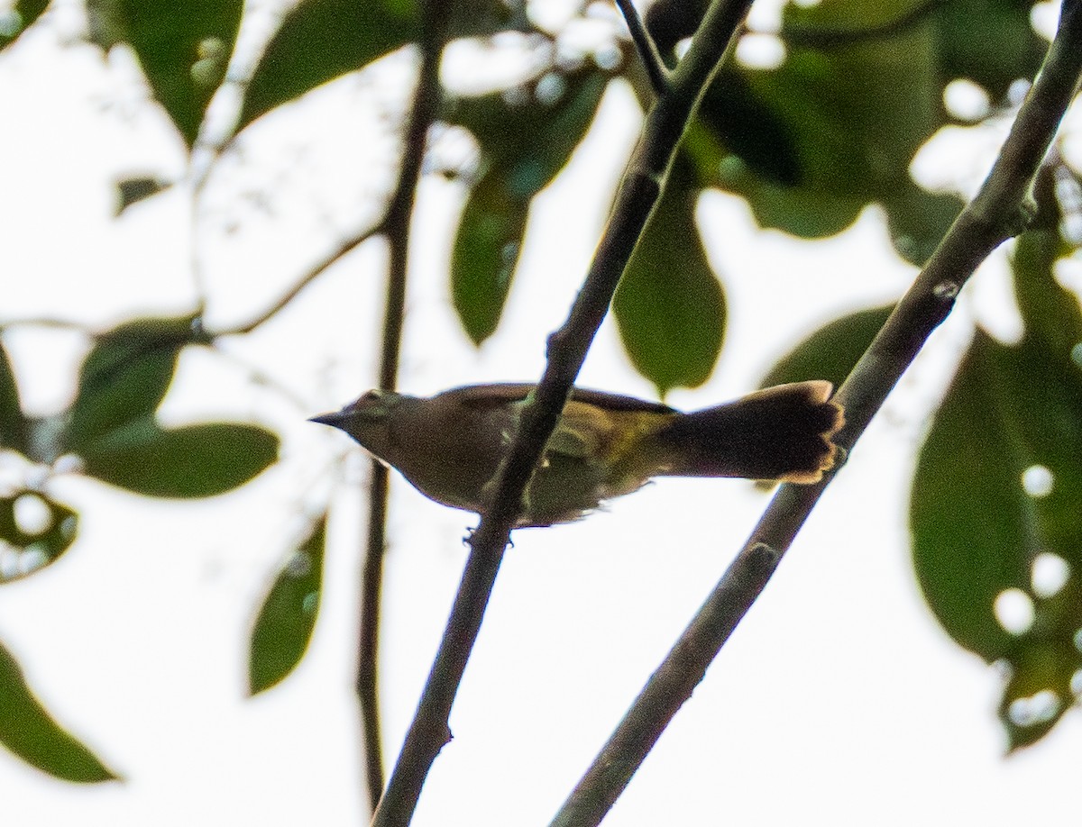 Fulvous-crested Tanager - ML643463122