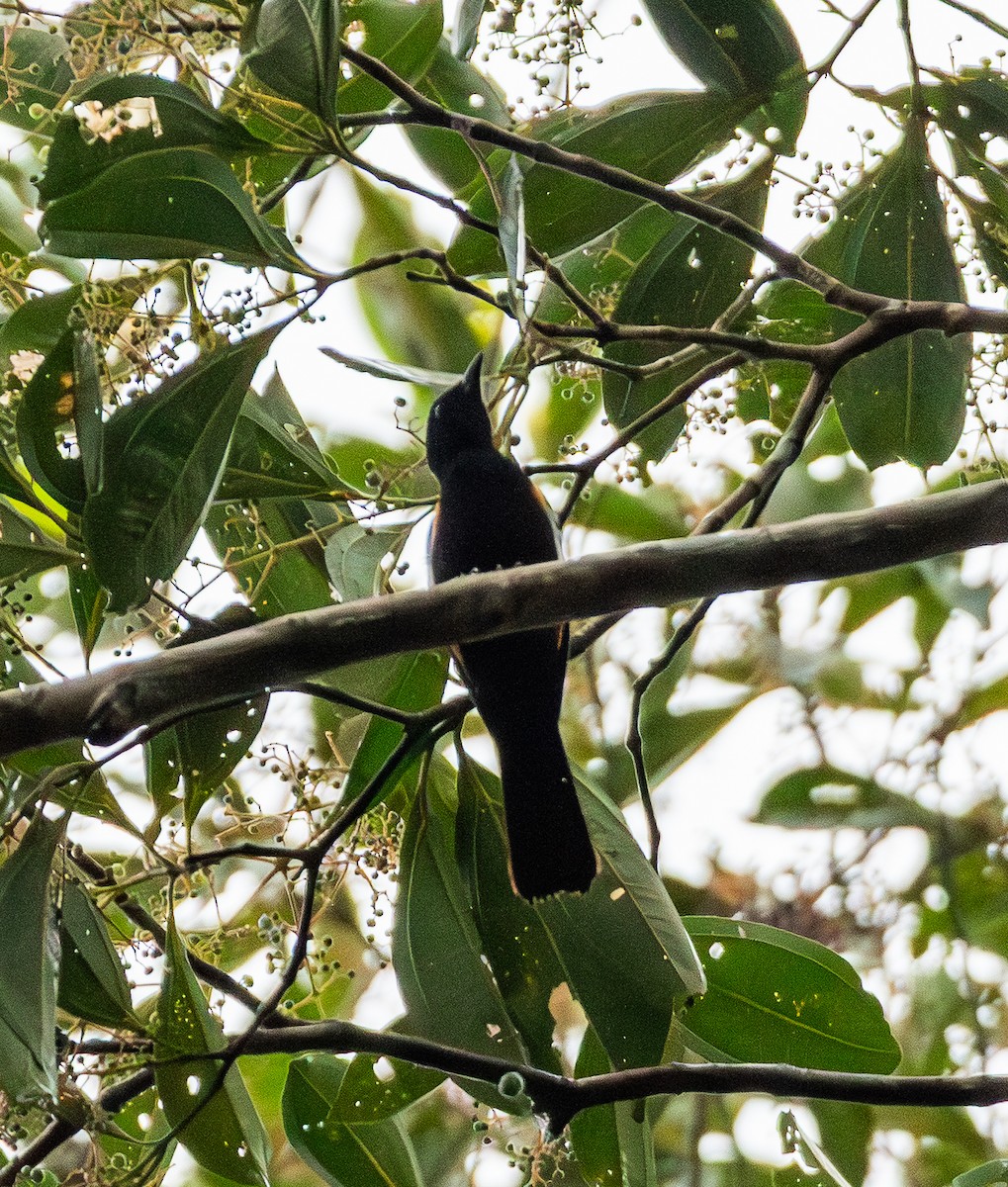 Fulvous-crested Tanager - ML643463123