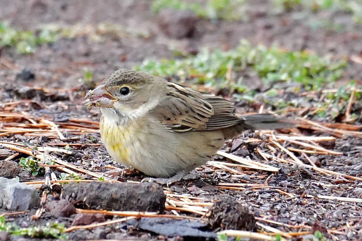 Dickcissel - ML643463124